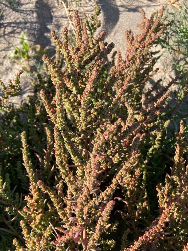 Suaeda marittima 24