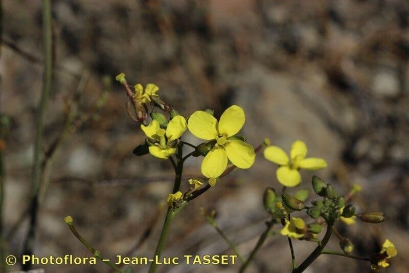 Diplotaxis ilorcitana 2