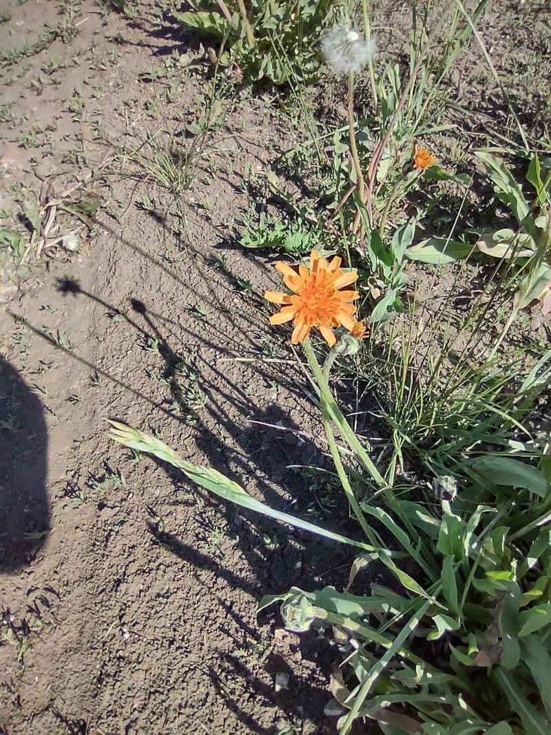 Orangefarbige Schafgarbe 4