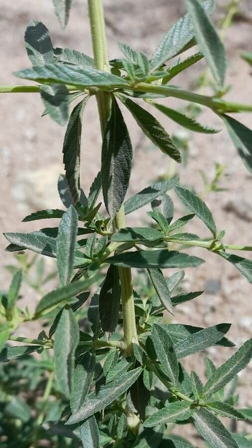 Lippia 6