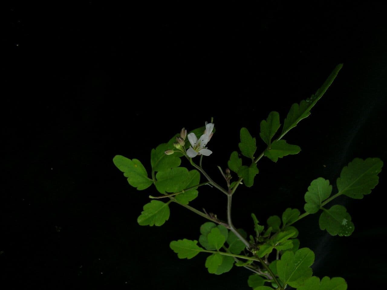 Cardamine 5
