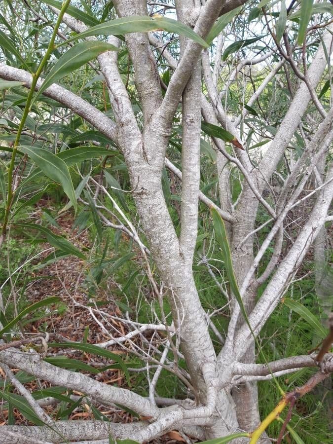 Acacia saligna 22