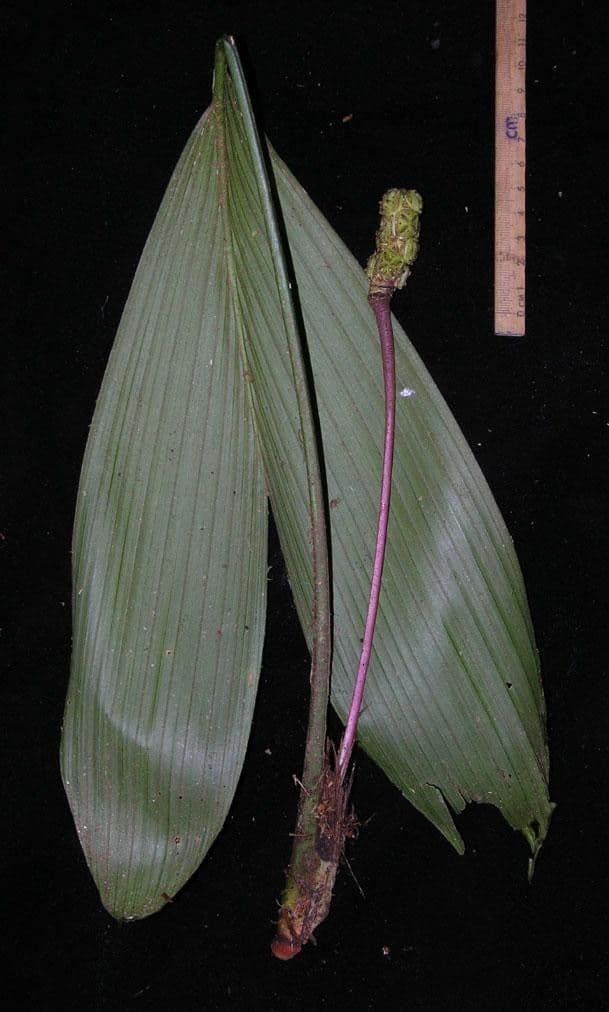 Dicranopygium ombrofilo 5
