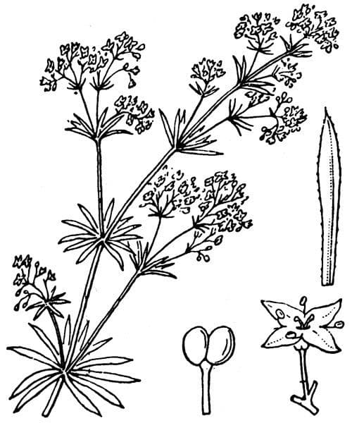 Galium timeroyi 5
