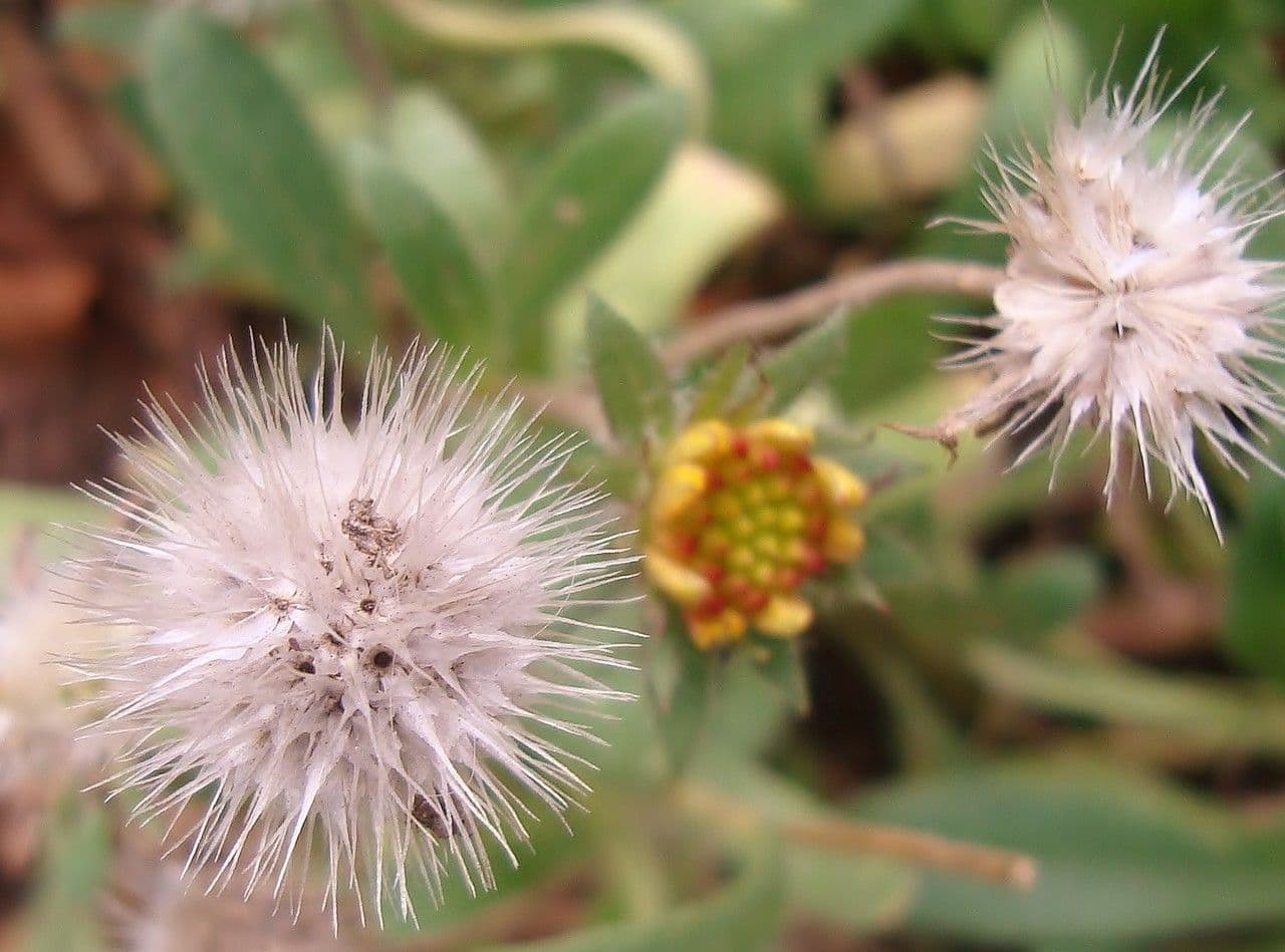 Gaillardia 4