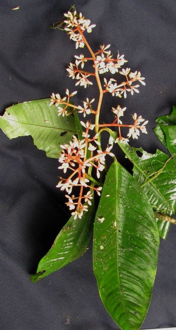 Ardisia 18
