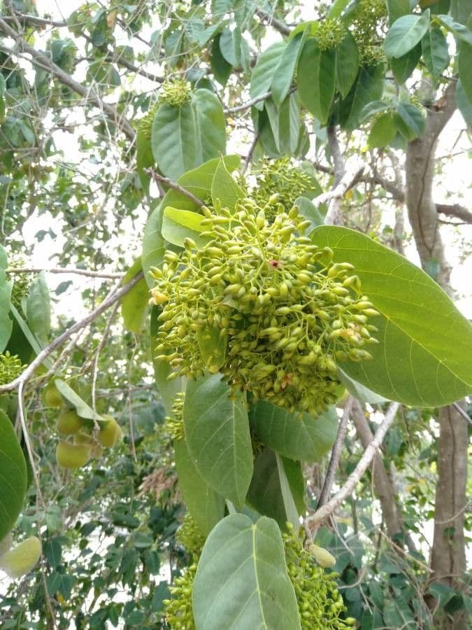 Sterculia 3