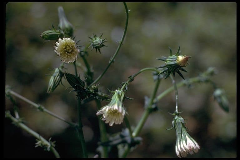 Rafinesquia californica 8