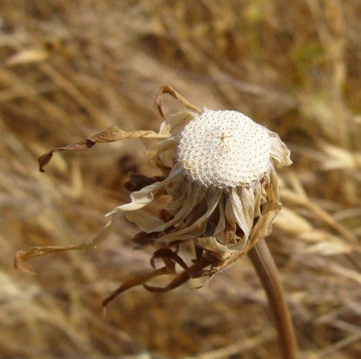 Agoseris 4