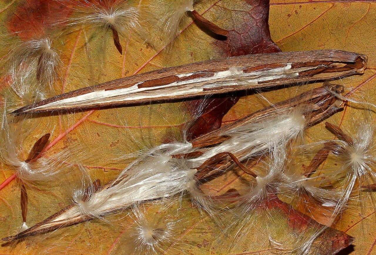 Periploca greca 2
