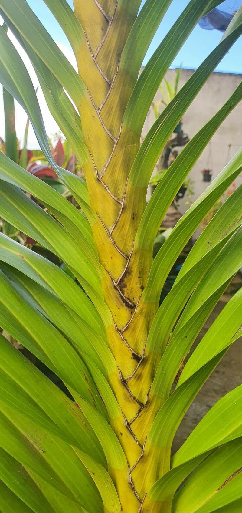 Orchidea Tigre 18