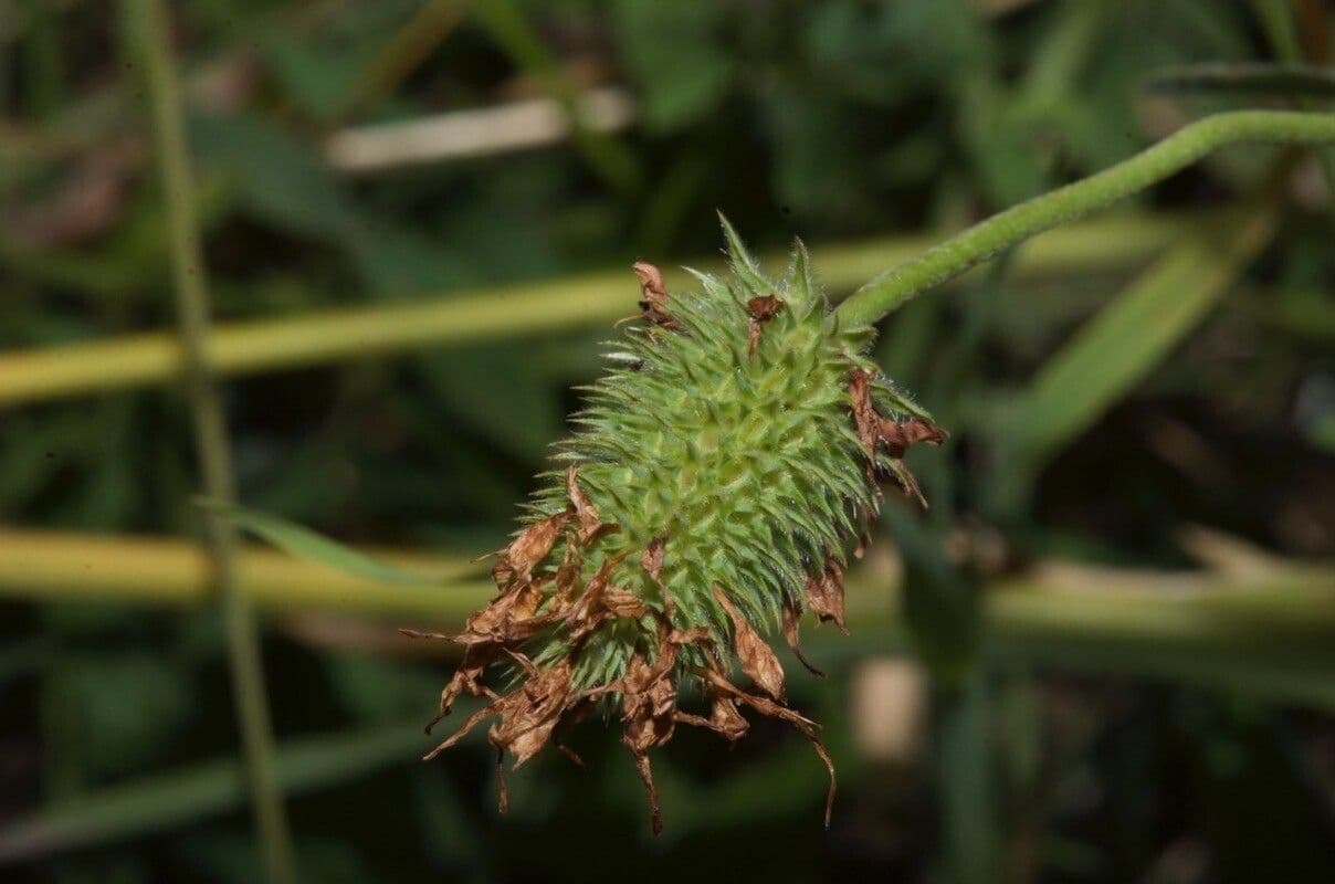 Sulphur clover 2