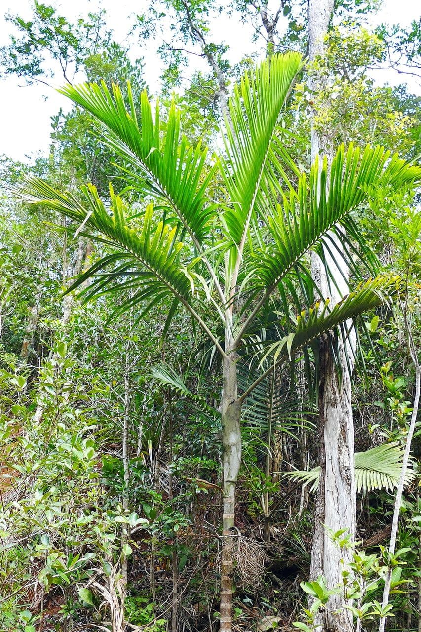 Clinosperma 6