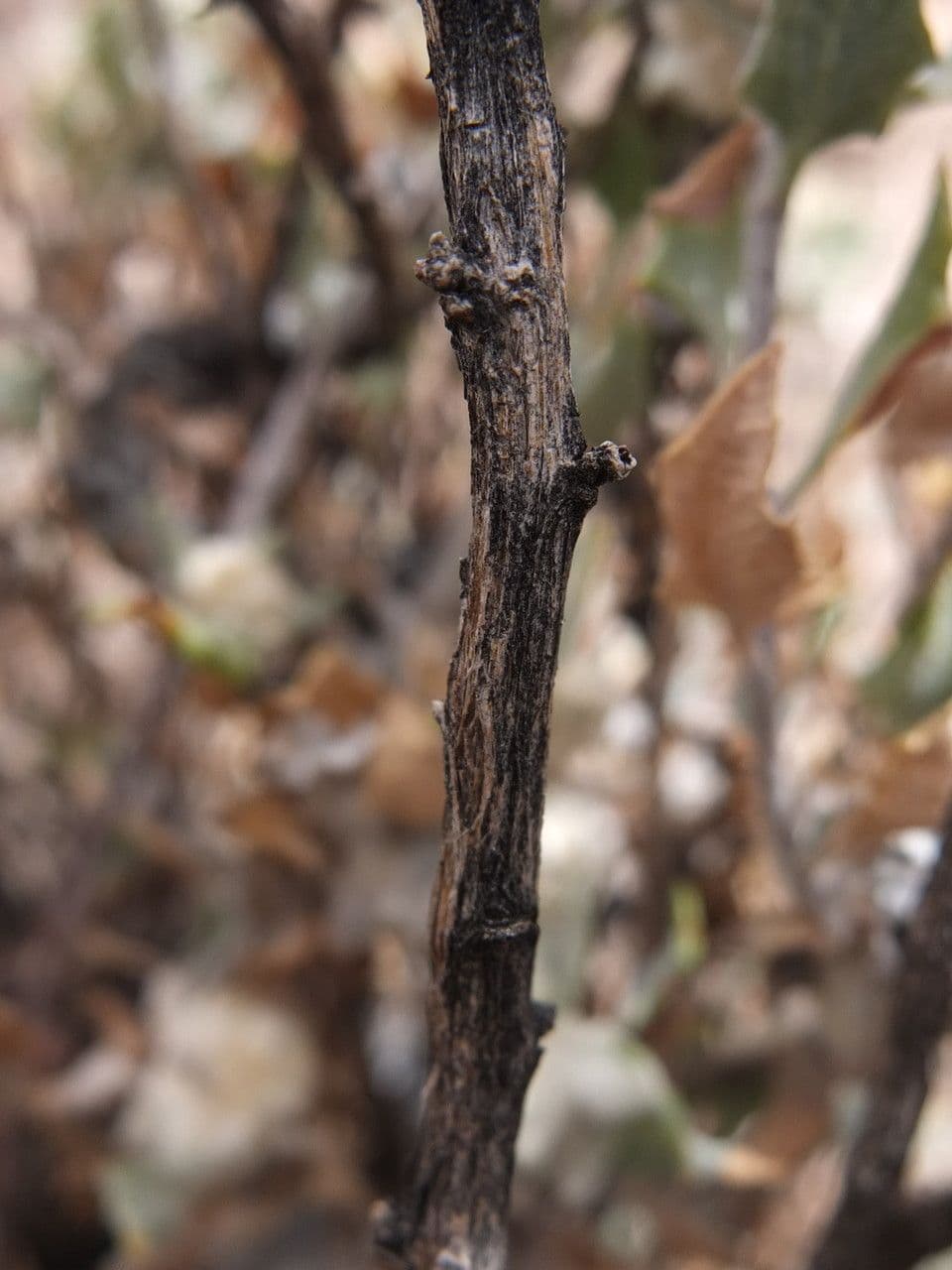 Chersodoma 20