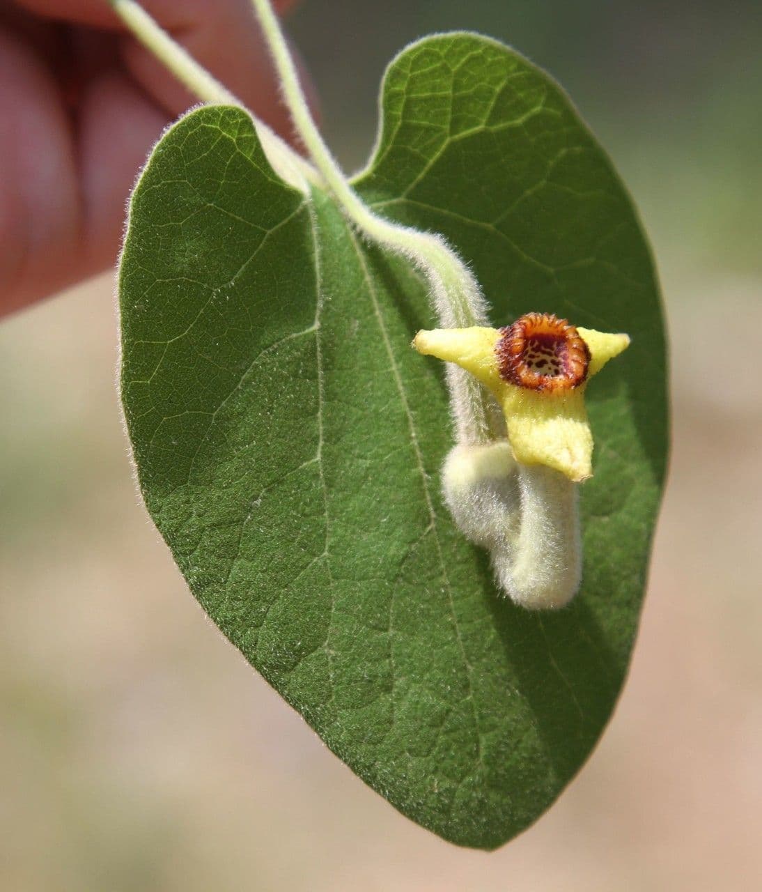 Aristolochia 2