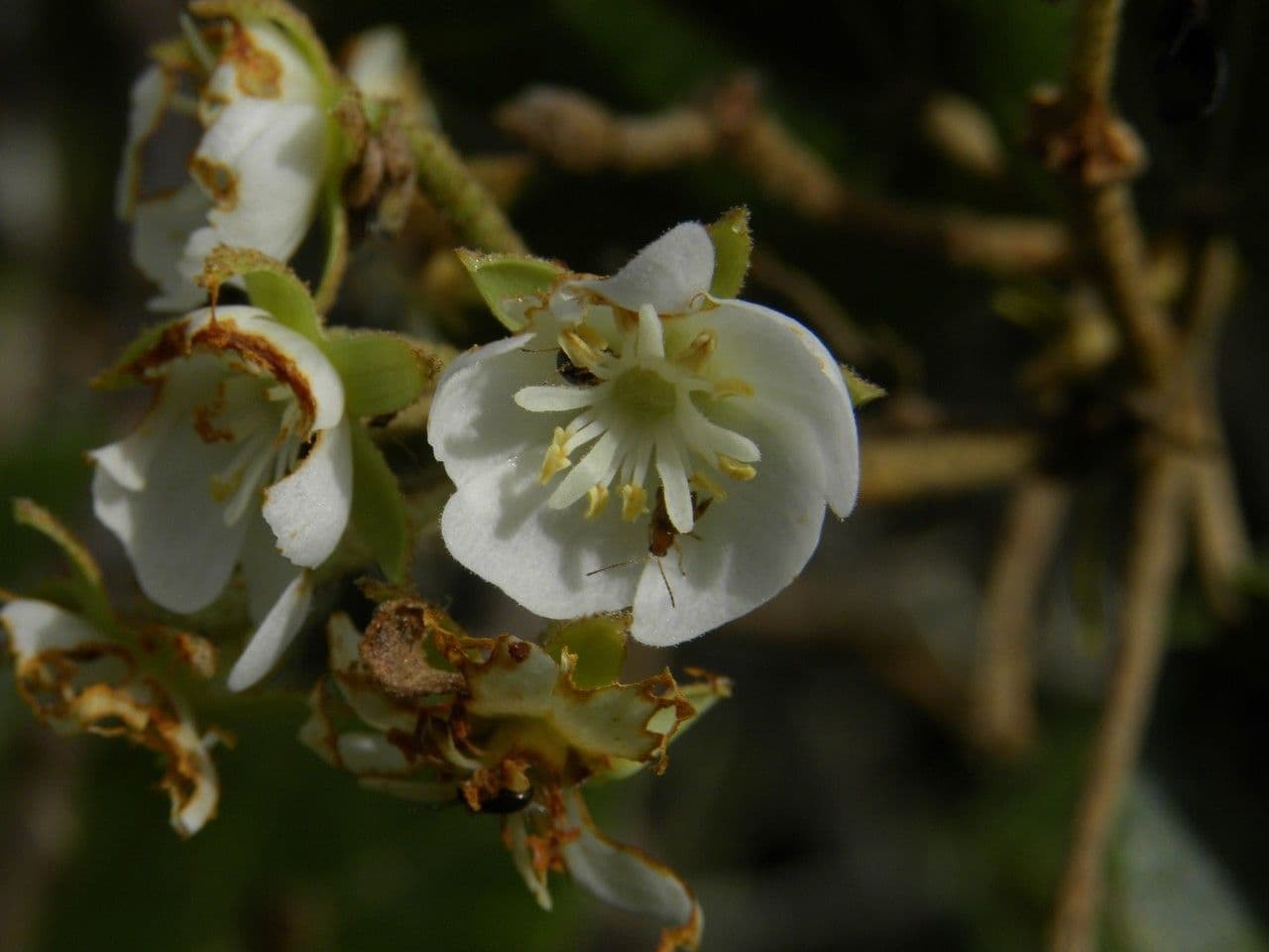 Dombeya 6