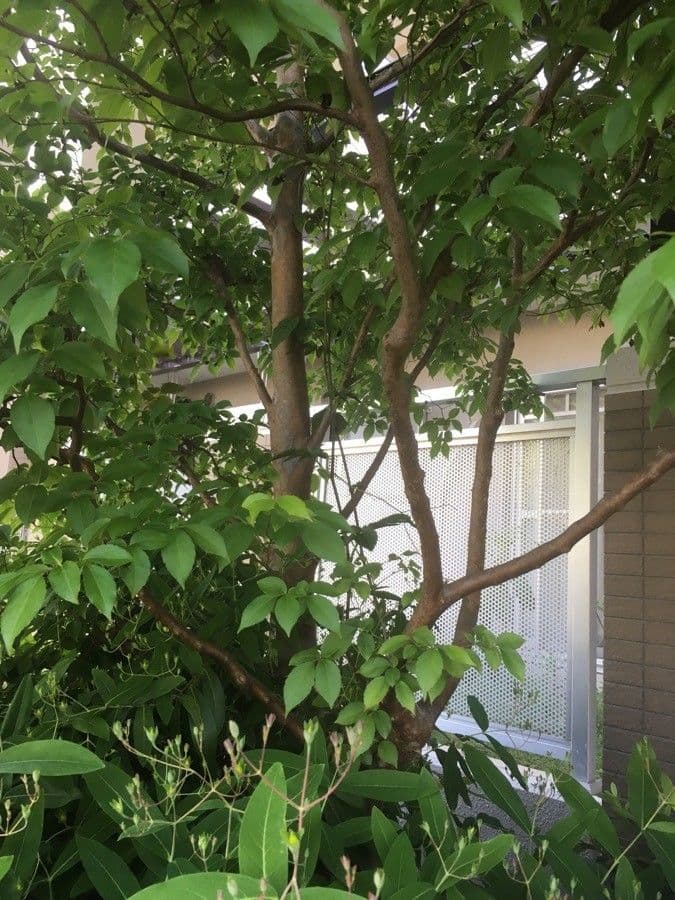 Stewartia monadelpha 8