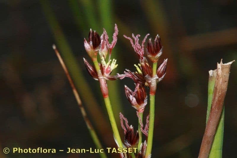 Mannigfaltige Binse 6