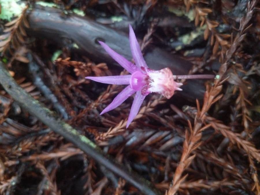 Calypso bulbosa 5