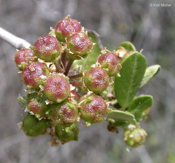 Ceanothus 3
