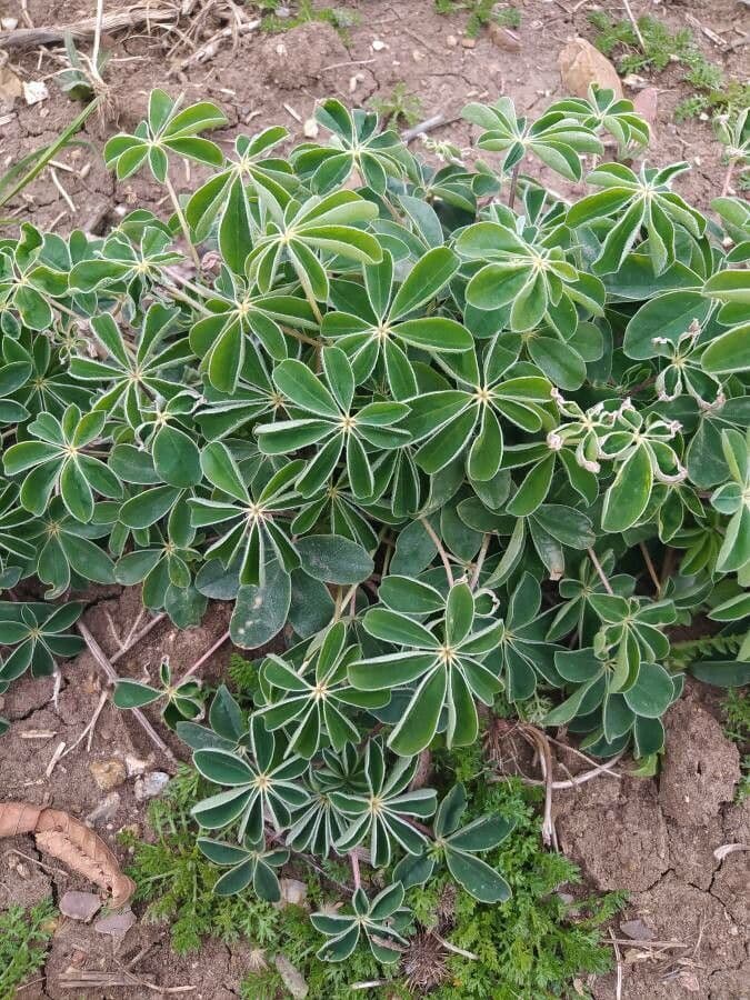 Weiße Lupine 20