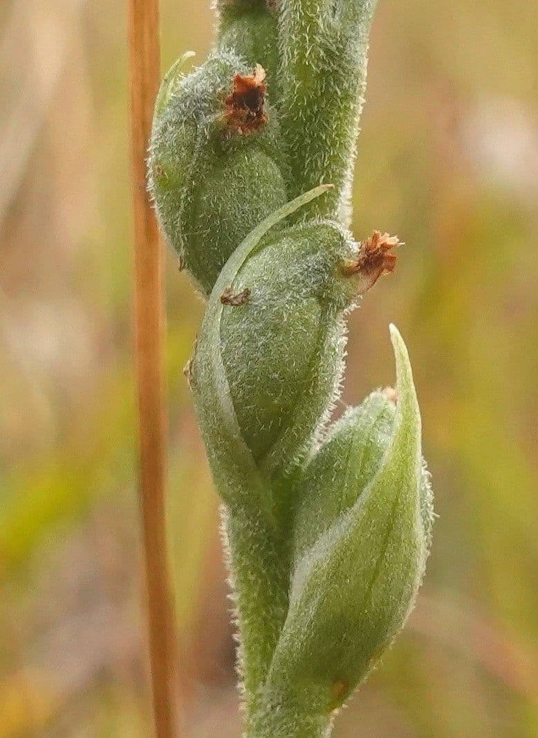 Spiranthe d'automne 5