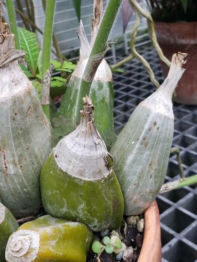 Calanthe 7