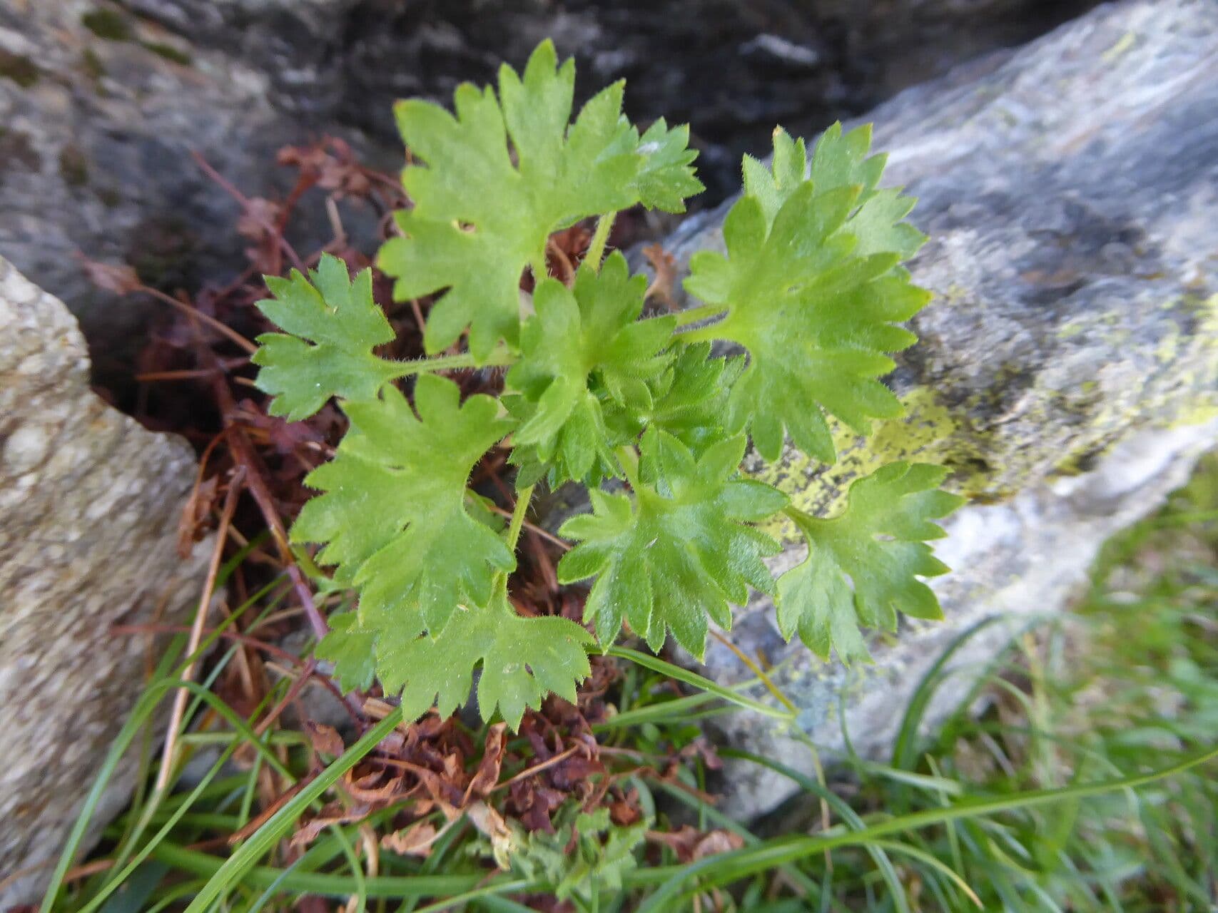 Geranienblättrige Steinbrech 18