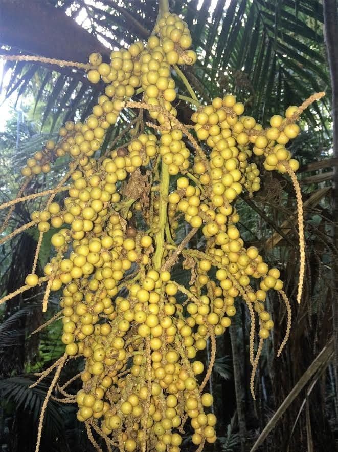 Cyphosperma 2