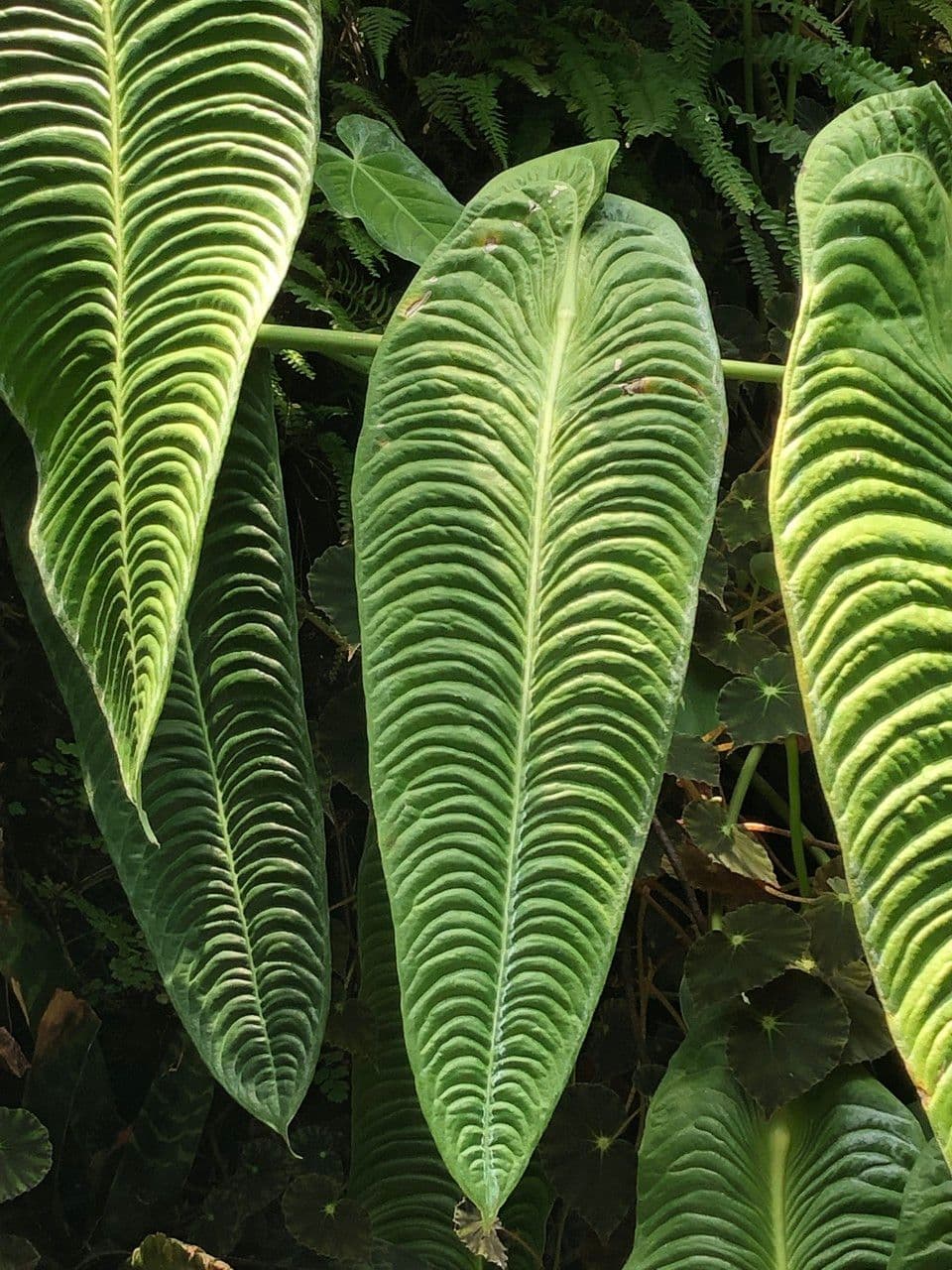 Anturio 5