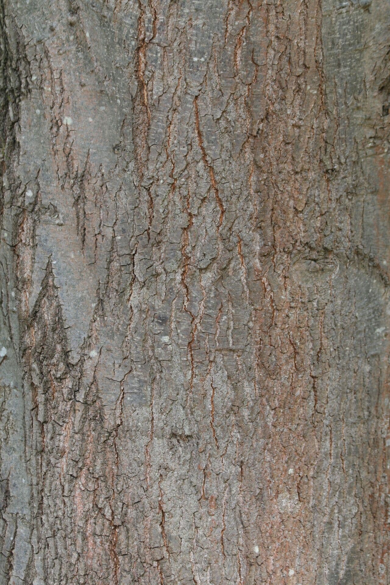 Ellipsen-Eiche 12