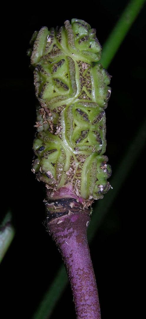 Dicranopygium ombrofilo