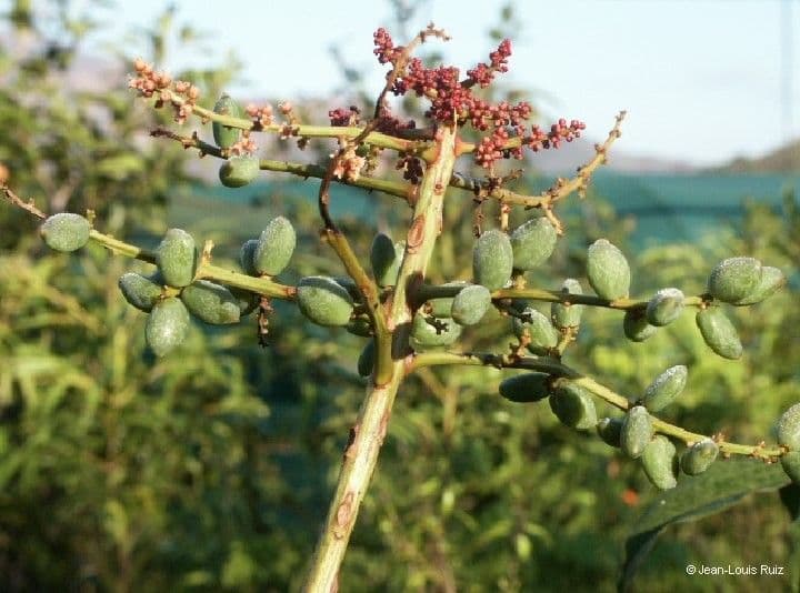 Euroschinus 8