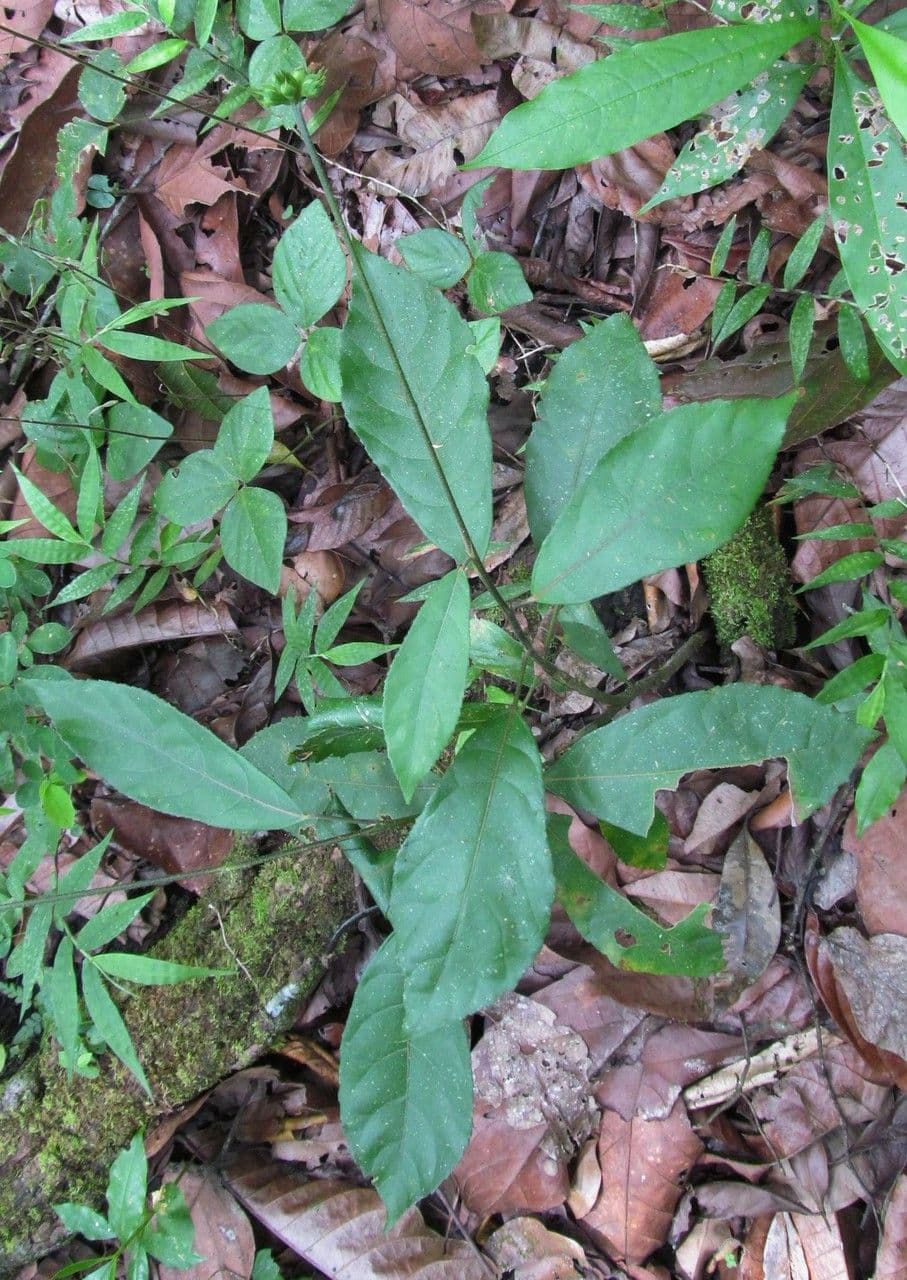 Pavonia arbustiva 6