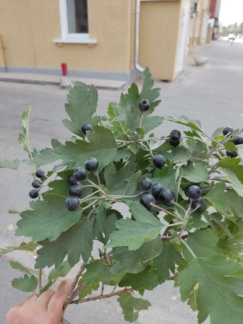 Hloh černý 3