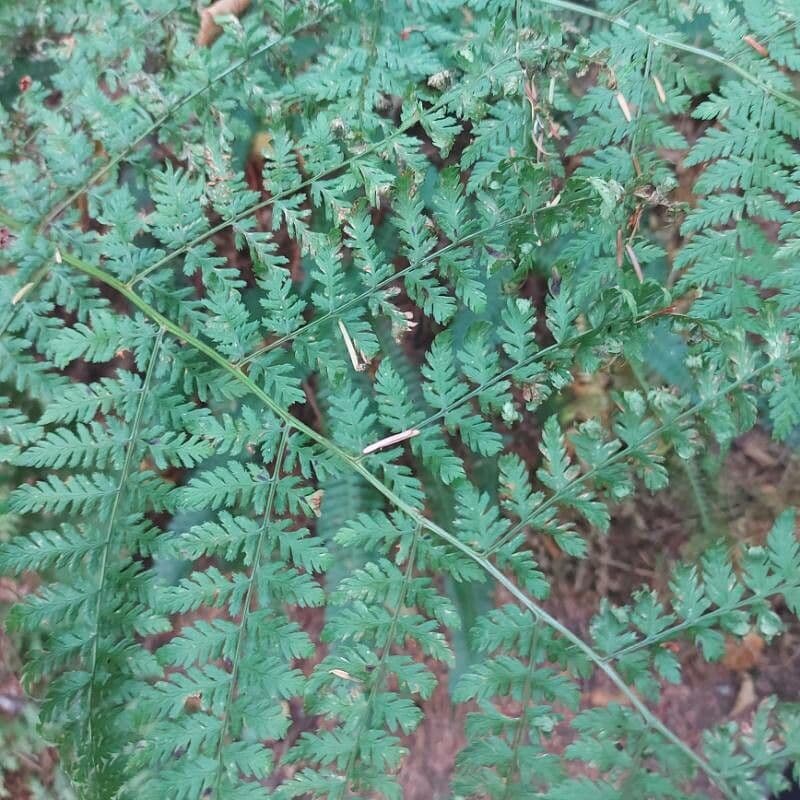 Cystopteris 8