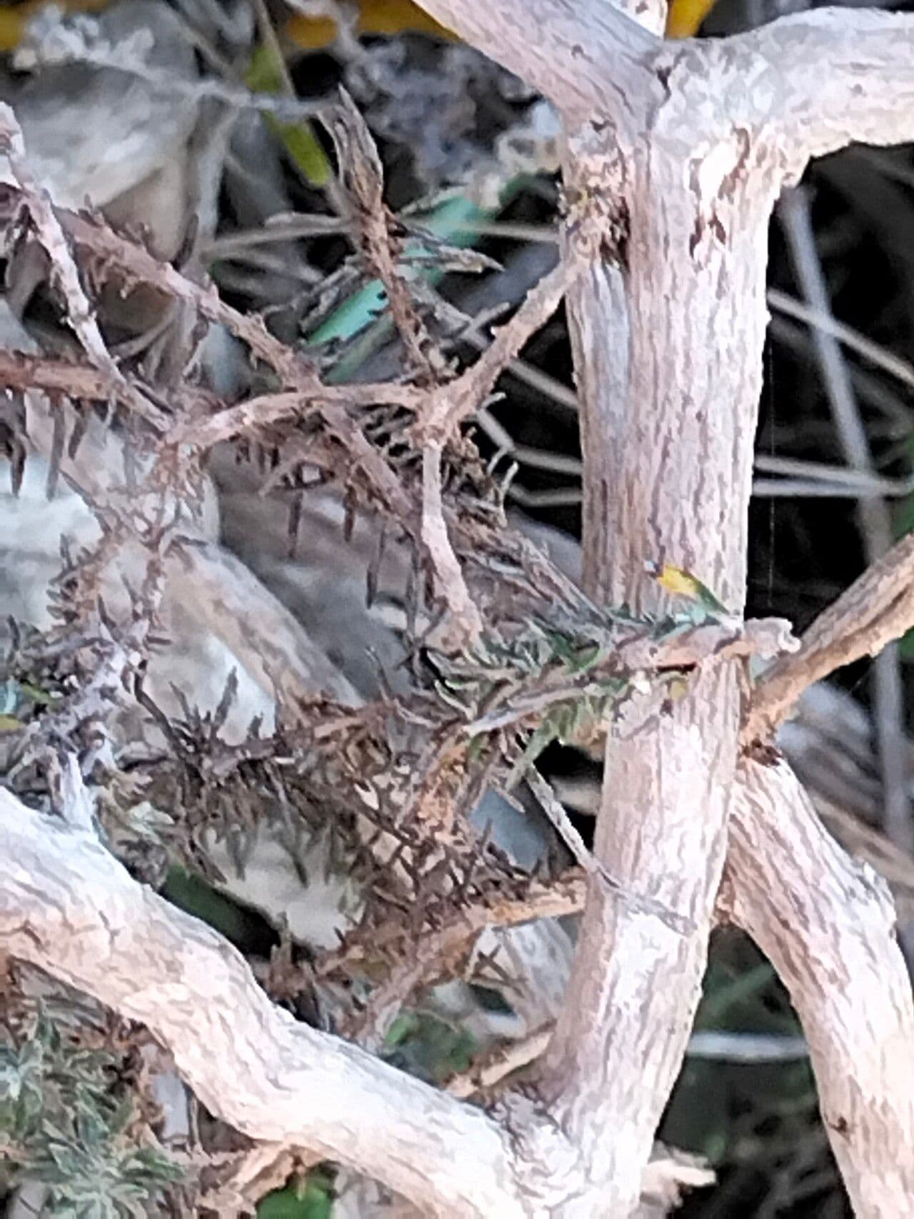 Eriocephalus 4