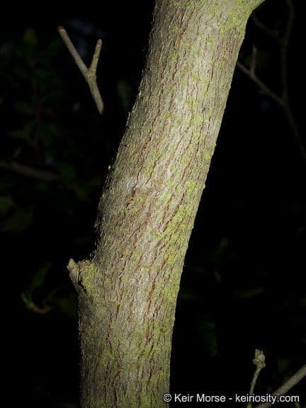 Cercocarpus montanus 23