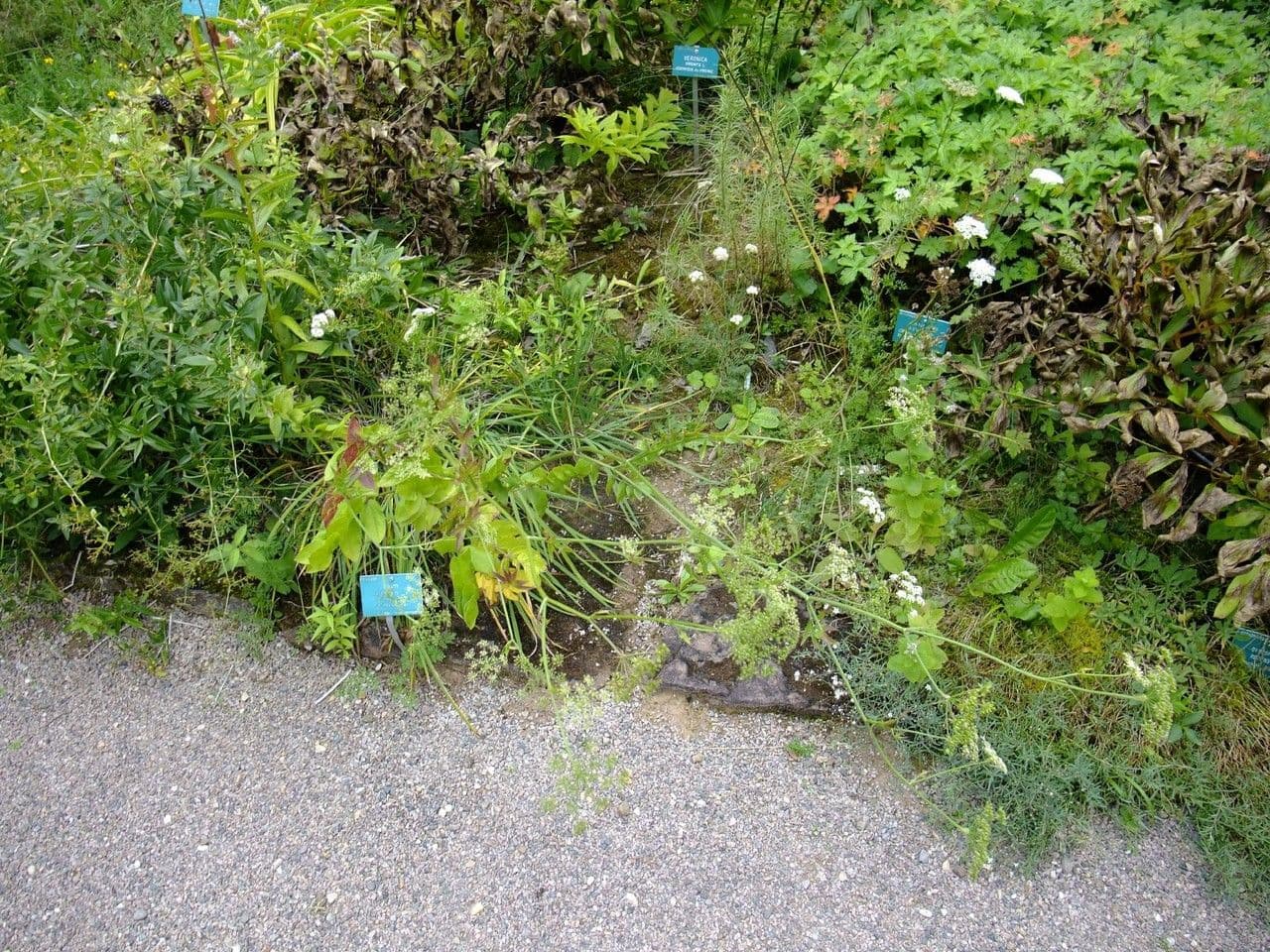 Celer svraštěný 11