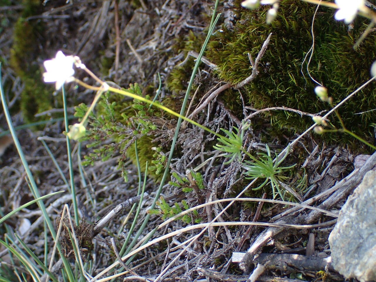 Frühlings-Spark 15