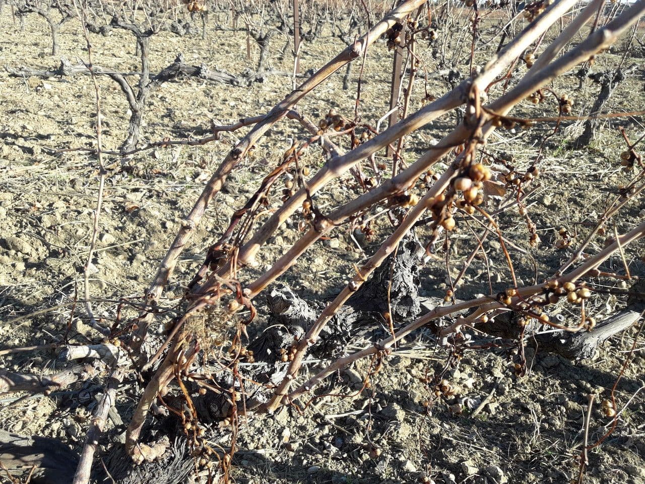 Cuscuta 15