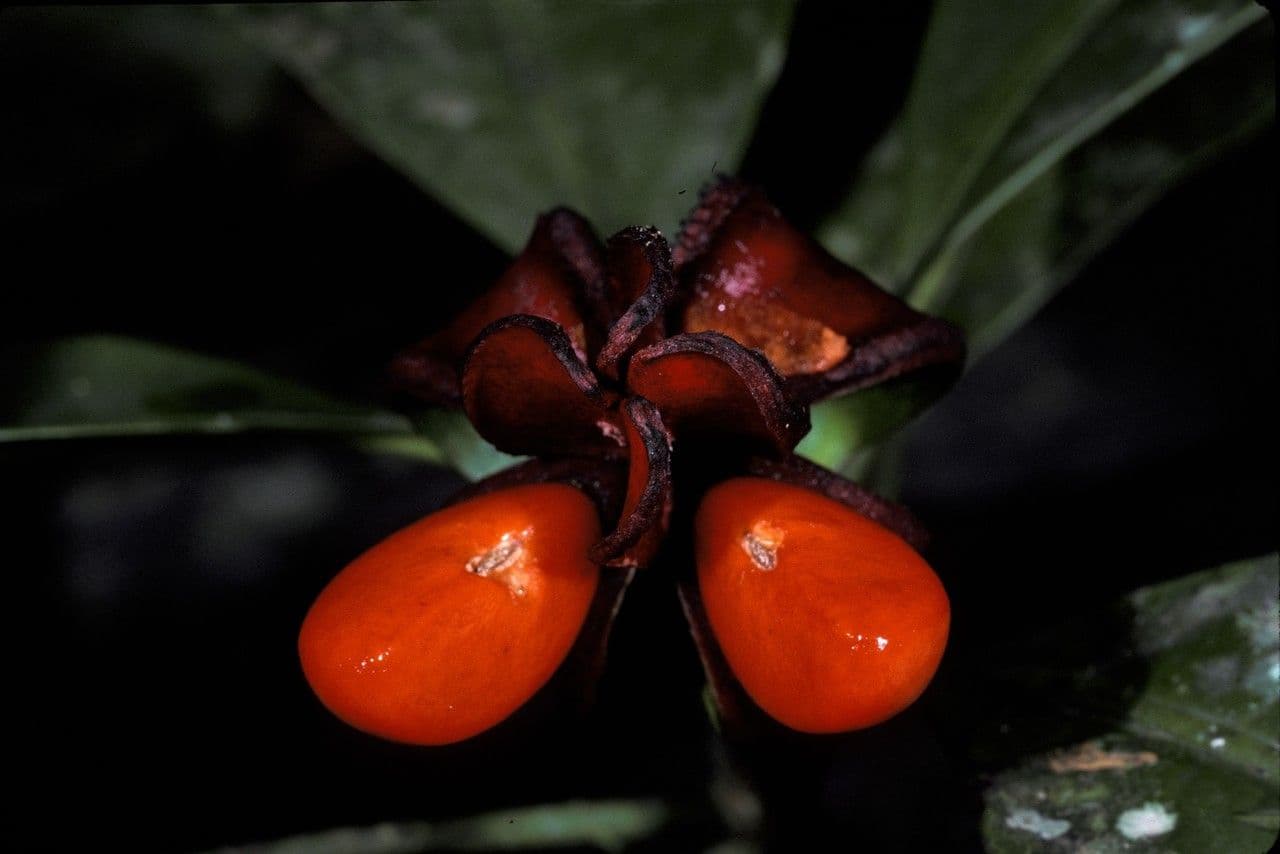 Tovomita