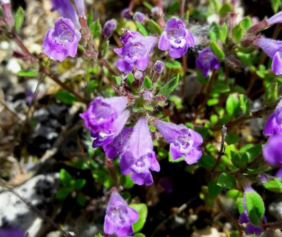 Calaminta alpina 5