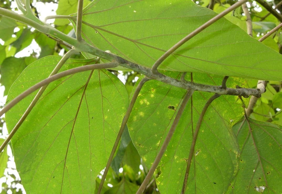 Gmelina arborea 28