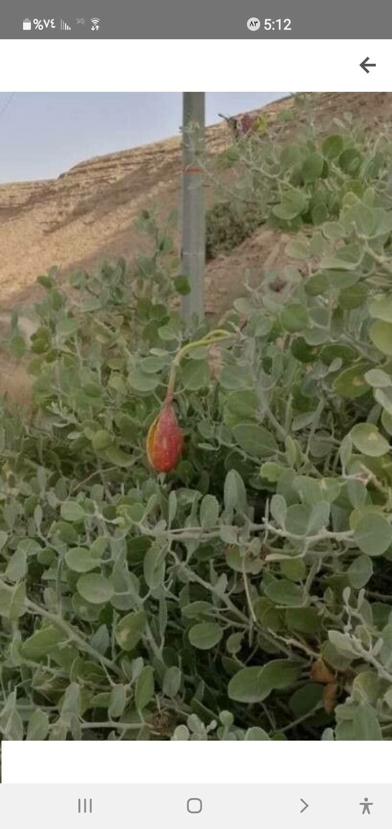 Cappero 5