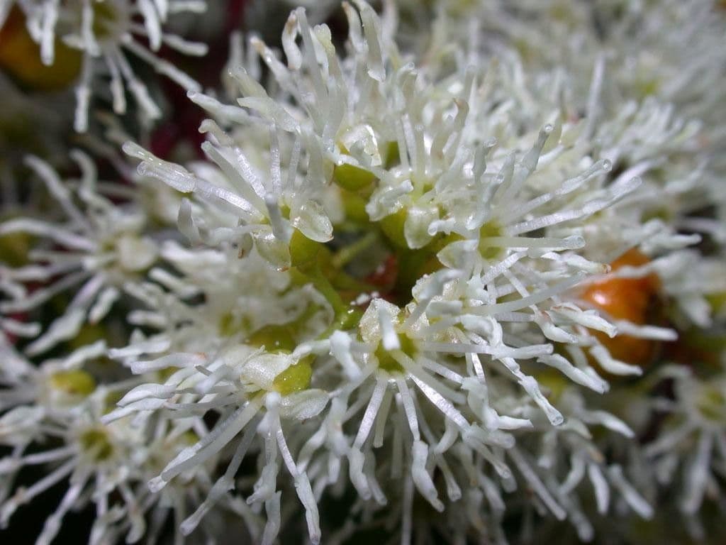 Miconia 7