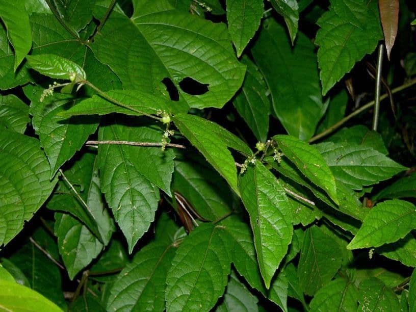 Croton 12