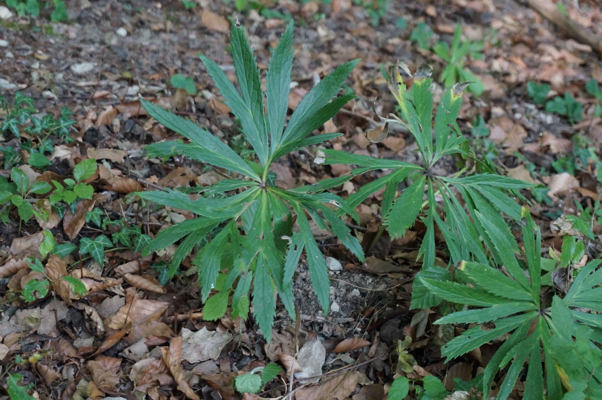 Elleboro verde precoce 3