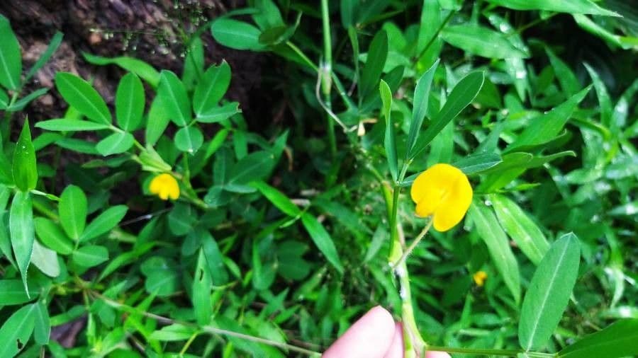 Arachis pintoi 3