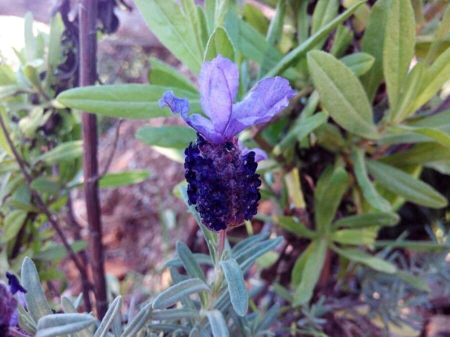 Lavanda selvatica 9